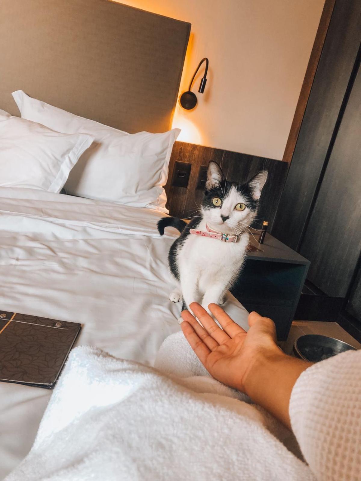Royal Boutique Savassi Hotel بيلو هورزونتي المظهر الخارجي الصورة A cat at the hotel